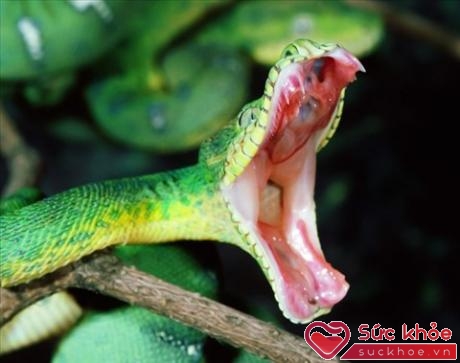 Bạn có thể nhận ra được một số loại rắn độc thường gặp dựa vào các đặc điểm đặc trưng bên ngoài của rắn.