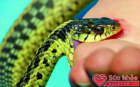 Vào mùa hè, rắn thường đi ra khỏi tổ để đi kiếm thức ăn.