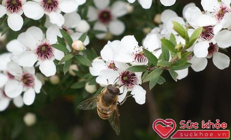 Nghiên cứu dài hạn của GS. Rose Cooper về mật ong sản xuất từ hoa của loài cây Manuka ở New Zealand