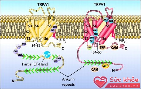 Cấu trúc phân tử 2 chất TRPA1 và TRPV1