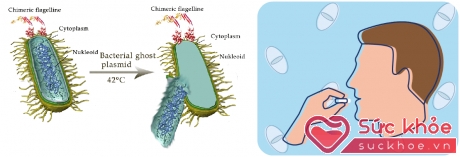Ly giải vi khuẩn bào chế dạng viên ngậm giúp tăng miễn dịch tại chỗ đường hô hấp