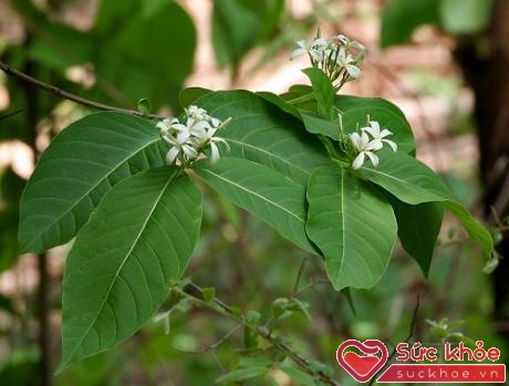 Mộc hoa trắng – thảo dược quý trị viêm đại tràng