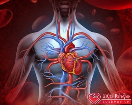 Được ứng dụng rộng rãi trong điều trị nhiều bệnh lý tim mạch