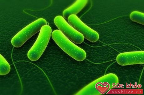 Hình ảnh vi khuẩn Salmonella và E. Coli gây ngộ độc thức ăn.