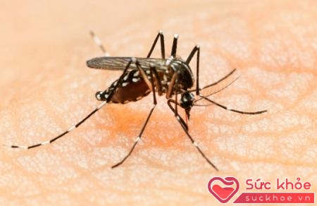 Với việc Thái Lan công bố trường hợp đầu tiên phát hiện vi-rút Zika, tình trạng bệnh dịch đã đạt mức báo động (Ảnh minh họa: Internet)