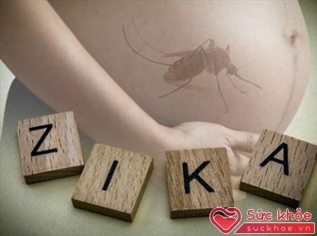 Zika đặc biệt nguy hiểm cho phụ nữ có thai 3 tháng đầu (Ảnh minh họa: medscape)