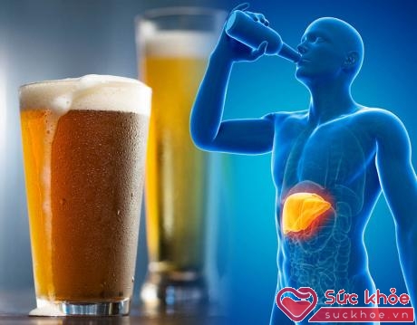 Khi uống rượu bia, cồn được hấp thu vào máu, khoảng 90% tập trung chuyển hóa ở gan.