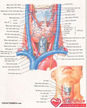 Hình ảnh giải phẫu phần cổ. Cổ chứa rất nhiều tĩnh mạch, động mạch nên vô cùng nguy hiểm khi bị nạn.