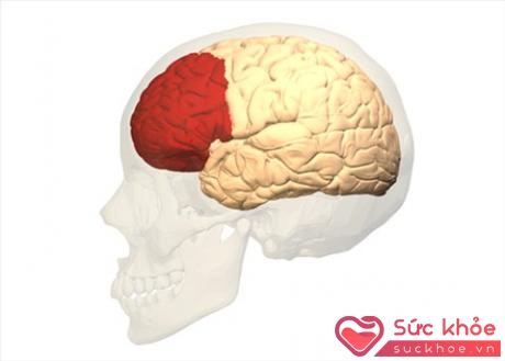 Phần não trước trán (màu đỏ) liên kết với việc ra quyết định và lập kế họach