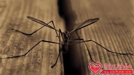 Zika có khả năng lây truyền cao hơn nhờ vật chủ trung gian truyền bệnh là muỗi Aedes (Ảnh minh họa: Internet)