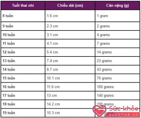 Chỉ số chiều dài thai nhi từ tuần 1 đến tuần 19