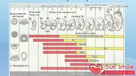 Theo đó, bức tranh mô tả từng cơ quan bị bệnh, màu đỏ là dị tật nặng còn màu vàng là dị tật mức độ nhẹ. Thời gian tính theo tuần, từ tuần 1 khi bắt đầu thụ thai đến tuần thứ 38 khi em bé chào đời.