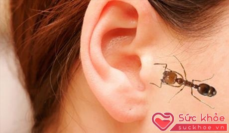 Cần biết cách xử lý khi côn trùng chui vào trong tai (Ảnh minh họa: Internet)