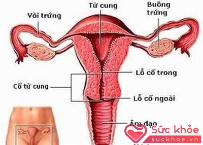Giảm estrogen do hai buồng trứng sản sinh ra chính là “thủ phạm” gây teo âm đạo.