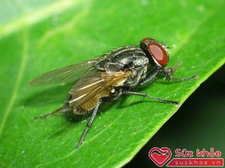 Ruồi là một trong những côn trùng trung gian truyền bệnh cho người nguy hiểm nhất