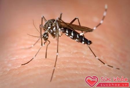 Muỗi truyền bệnh sốt xuất huyết