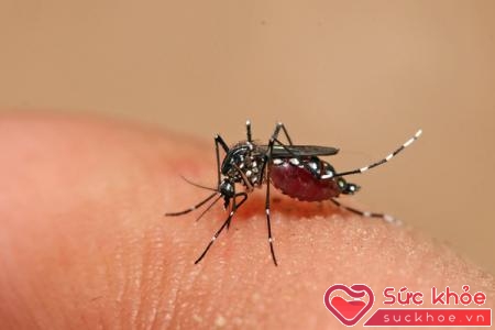Muỗi vằn chính là nguyên nhân sốt xuất huyết