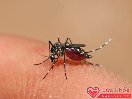 Muỗi vằn là nguyên nhân bệnh sốt xuất huyết