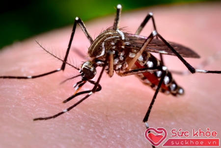 Muỗi Aedes truyền bệnh sốt xuất huyết