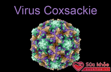 Nguyên nhân bệnh tay chân miệng là do virut Cosackie