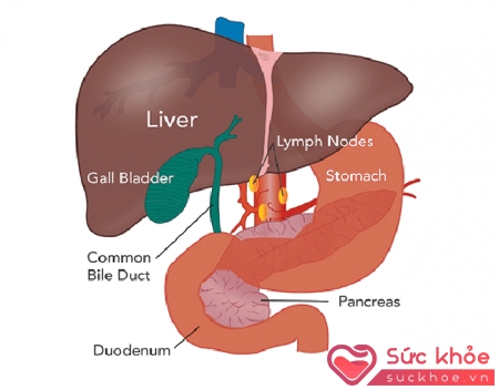 Ung thư gan di căn phổ biến từ phổi