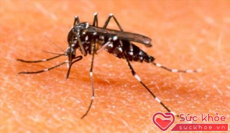 Muỗi là trung gian truyền bệnh