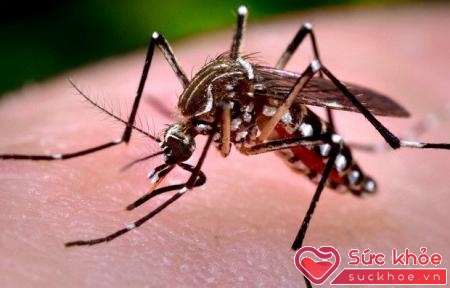 Muỗi là vật trung gian truyền bệnh