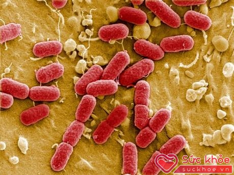 Vi khuẩn salmonella gây bệnh tiêu chảy