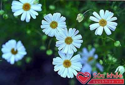 Cúc hoa trắng (bạch cúc)