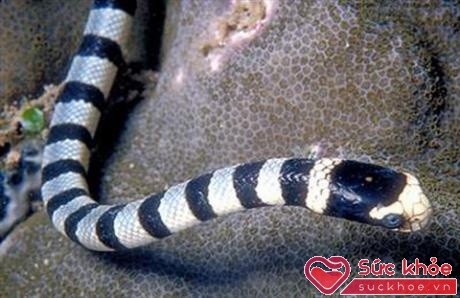 Chữa đau cột sống bằng thịt rắn biển - ảnh 1