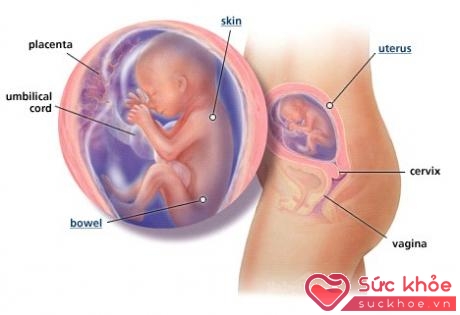 Ở tuần thứ 20, em bé cũng bắt đầu biết nuối dịch ối và thận đã bài tiết ra nước tiểu.