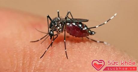 Mùa hè là thời điểm muỗi tấn công và truyền nhiều bệnh nguy hiểm cho con người 