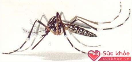 Muỗi là loài trung gian truyền bệnh sốt xuất cho người