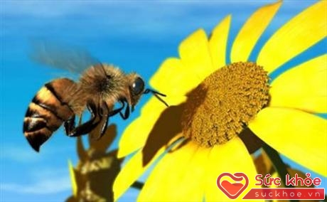 Nhiều loài ong độc có thể gây tử vong cho con người 