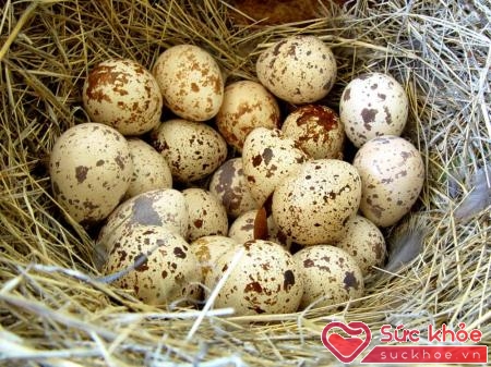 Trứng chim cút: có vị ngọt, tính bình, có công dụng bổ ích khí huyết