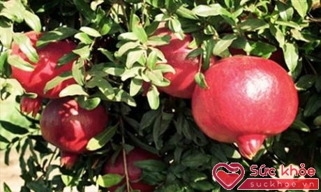 Lựu là trái cây chứa nhiều vitamin giúp nâng cao thể trạng của cơ thể và làn da thêm căng đẹp