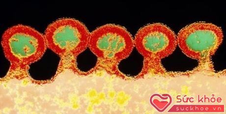 Lần đầu giải mã được cấu trúc bên trong vi-rút HIV - ảnh 1