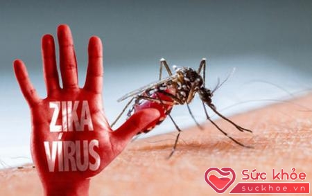 Virus Zika lây truyền chủ yếu qua vết cắn của muỗi Aedes bị nhiễm