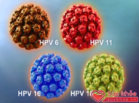 hai loại có nguy cơ cao gây ung thư cổ tử cung - âm đạo là HPV týp 16 và 18, còn gọi là type gây bệnh mào gà sinh dục cho cả nam và nữ.
