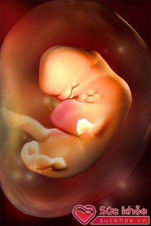 Chỉ 6 tuần sau khi thụ thai, em bé đã có tim thai tuy nhiên lúc này bé mới chỉ bằng một hạt đậu lăng