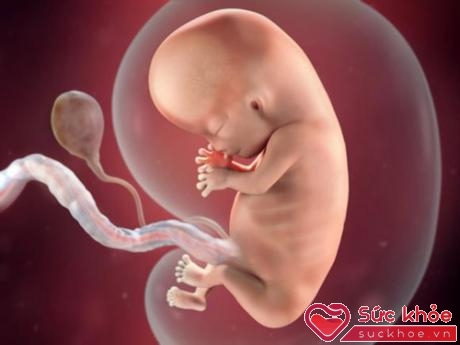 Trong tuần thứ 10 này, bộ phận sinh dục của bé cũng đã phát triển, nhưng còn quá sớm để xác định giới tính của bé thông qua siêu âm.