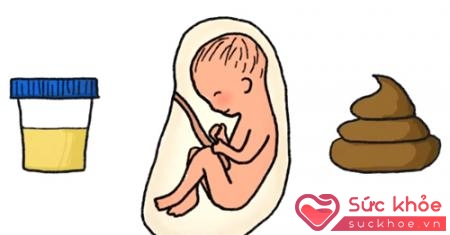 Theo các chuyên gia, phôi thai bắt đầu đi tiểu tiện ngay từ khi được 2 tháng tuổi
