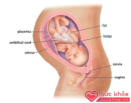 Sự phát triển của thai nhi 34 tuần tuổi