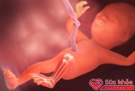 Ở tuần thai thứ 16, trái tim em bé được bơm với tốc độ khoảng 23,7 lít máu mỗi ngày.