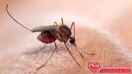 Muỗi truyền vi-rút Zika