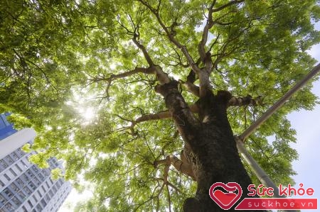Trồng thêm thật nhiều cây xanh quanh khu vực sinh sống sẽ cắt giảm tối đa bức xạ nhiệt từ mặt trời