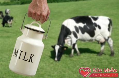 Uống sữa bò để tăng lượng canxi và ngăn ngừa mất xương
