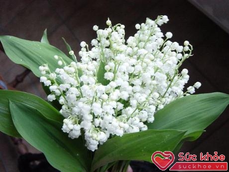 Hoa Lan chuông - loài hoa màu trắng, nhỏ, có mùi thơm ngọt, rất thanh nhã.