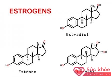 Cấu trúc phân tử estrogen.