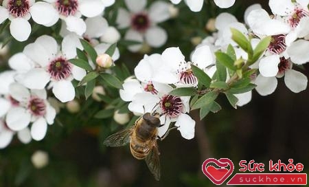 Nghiên cứu dài hạn của GS. Rose Cooper về mật ong sản xuất từ hoa của loài cây Manuka ở New Zealand.